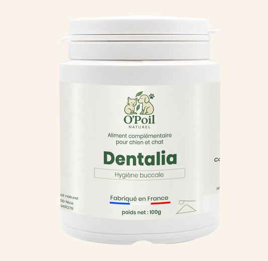 Dentalia